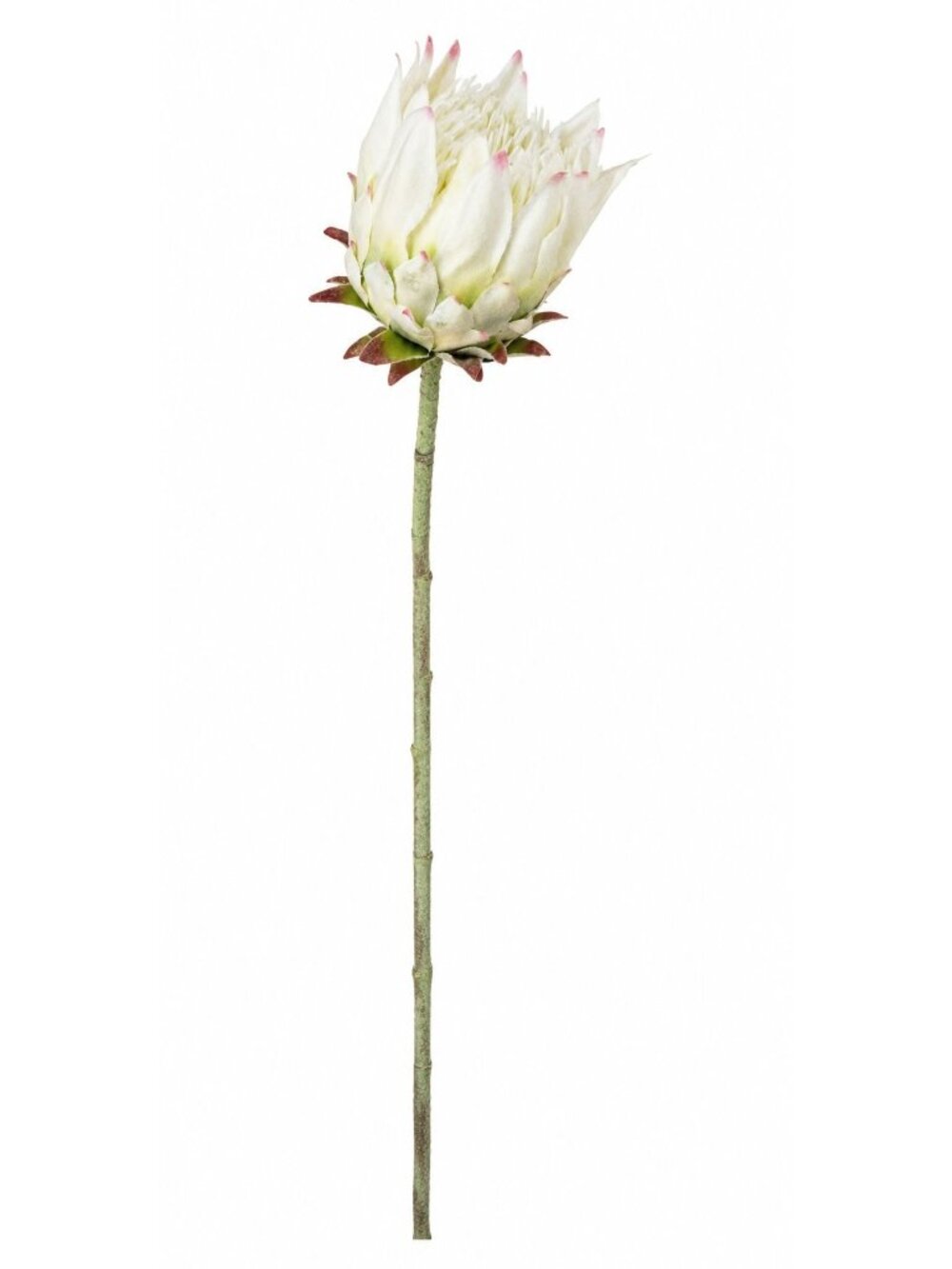 1 Artificial Faux Protea Flower Stem Cream White Pink Tips 24 Inch Wired Tropica